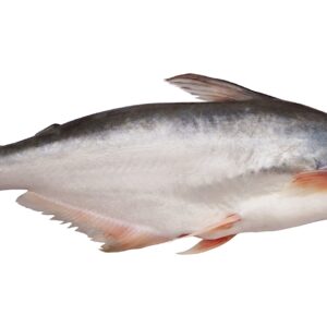 pangasius fish